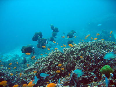 Возле острова Пхукет начали строить искусственные коралловые рифы